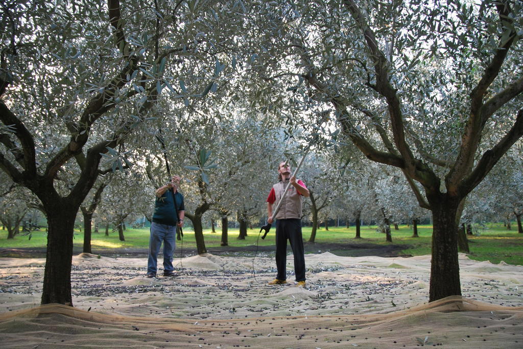 Agriturismo Terra E Sole SantʼAmbrogio di Valpolicella Quarto foto
