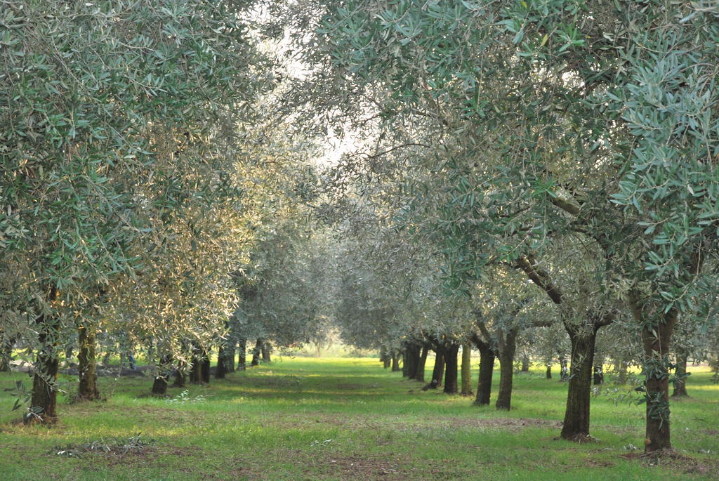Agriturismo Terra E Sole SantʼAmbrogio di Valpolicella Quarto foto